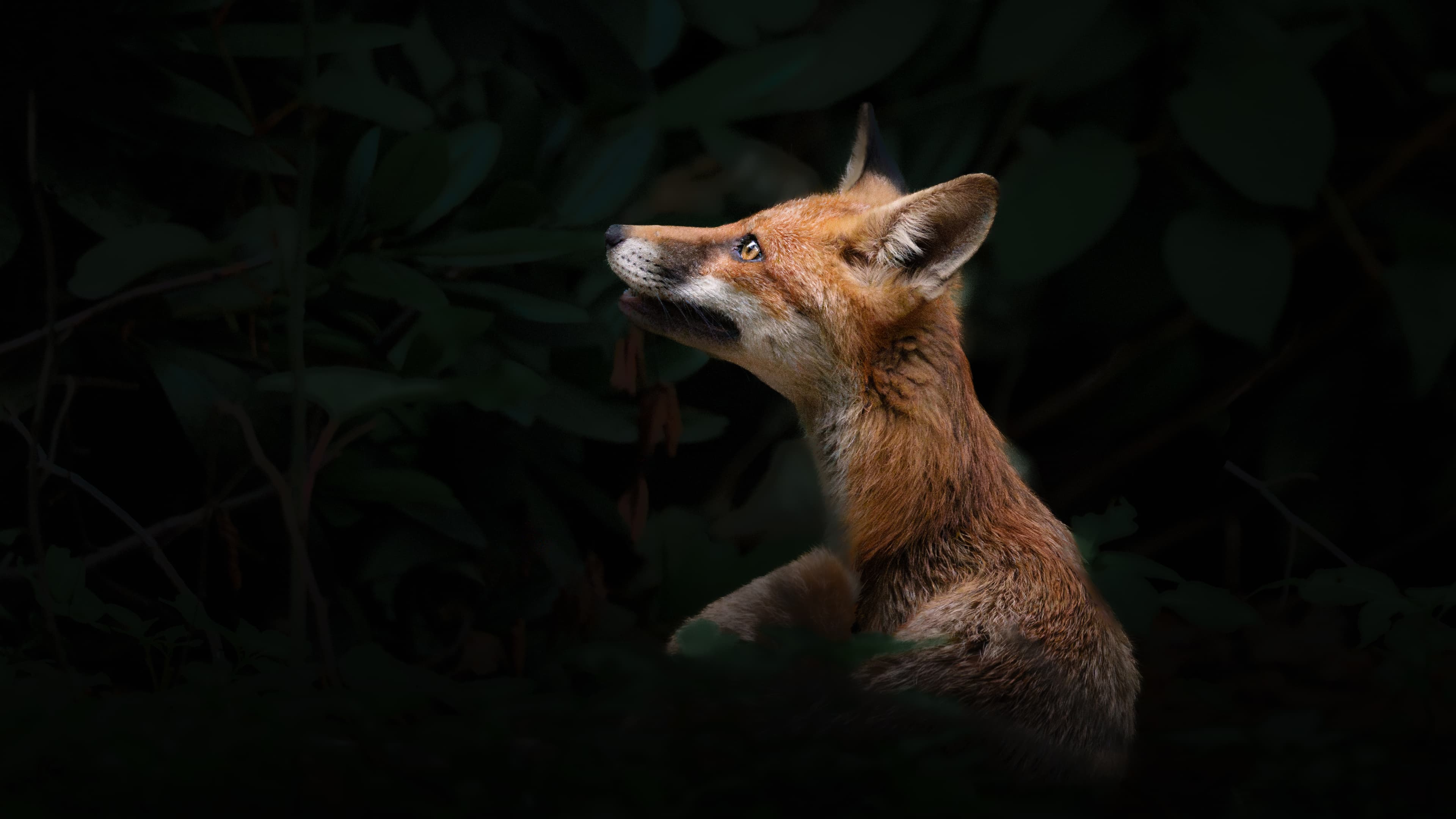 Portrait of a red fox looking upward against a dark forest background